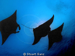 Mantas, mantas, mantas by Stuart Ganz 